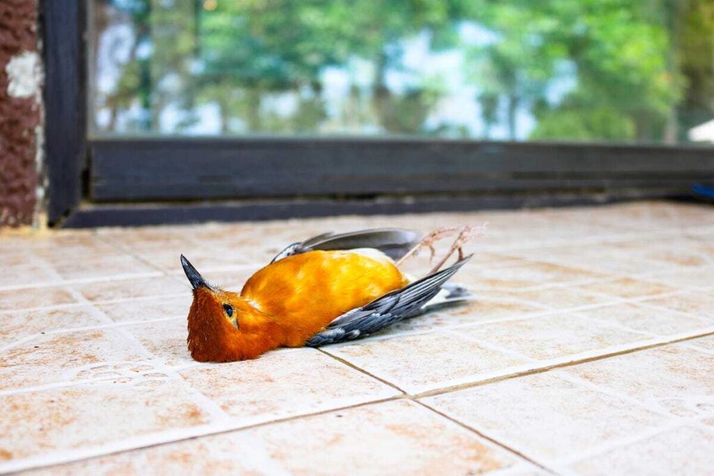 So kommen Wildvögel gut über die kalten Monate